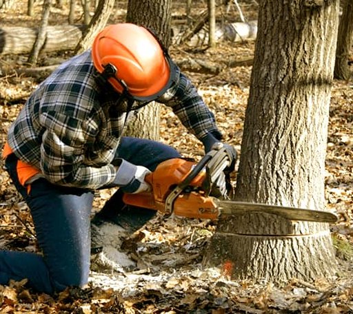 Tree Removal in Lothian, MD